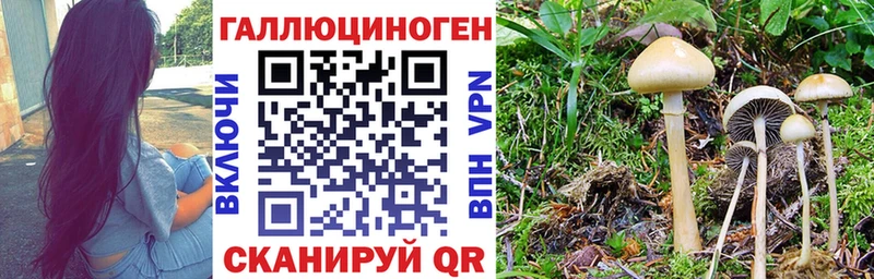 Галлюциногенные грибы Psilocybine cubensis  мега   Казань 